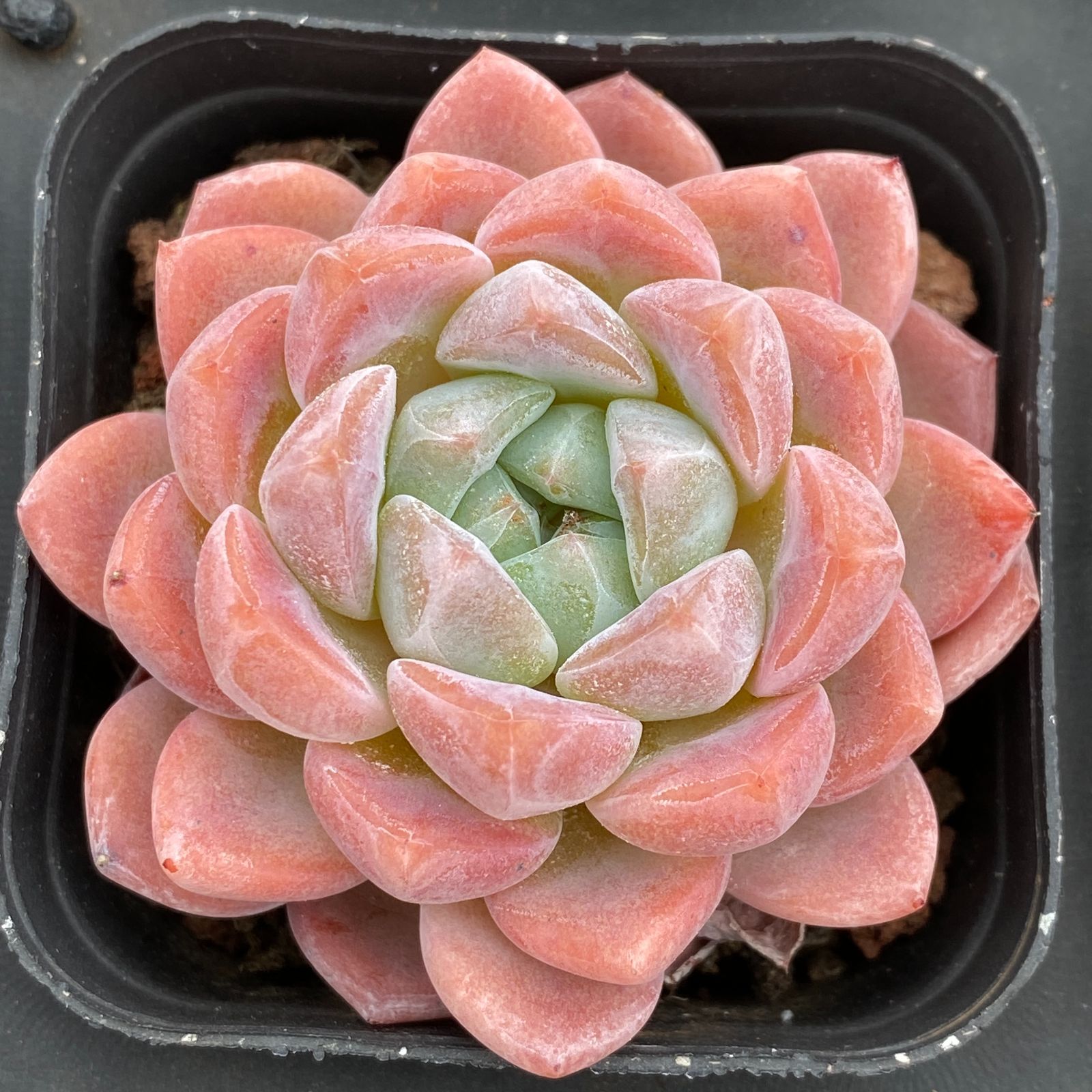 48株の抜き苗セット】シルエット 多肉植物 佐川急便発送 エケベリア