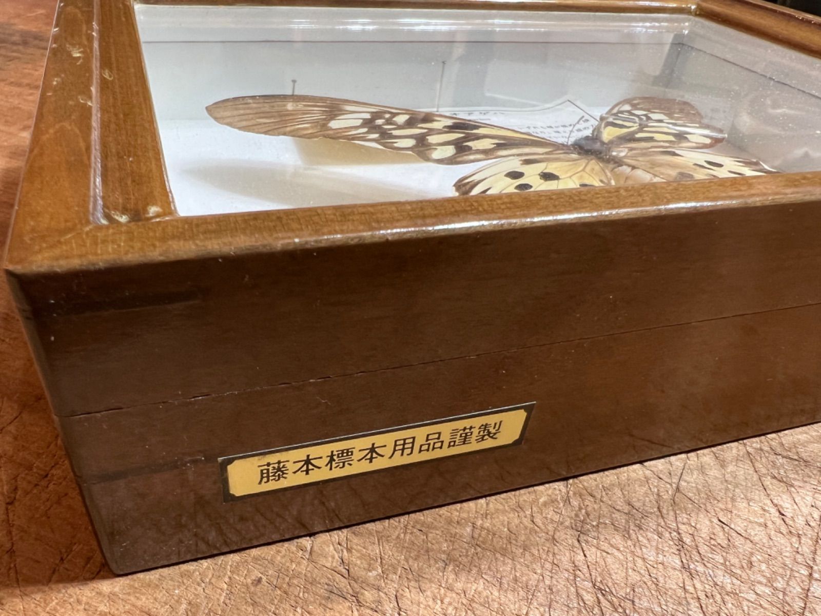 蝶標本　ドルーリーオオアゲハ 蝶標本 ドルーリーオオアゲハ - メルカリ