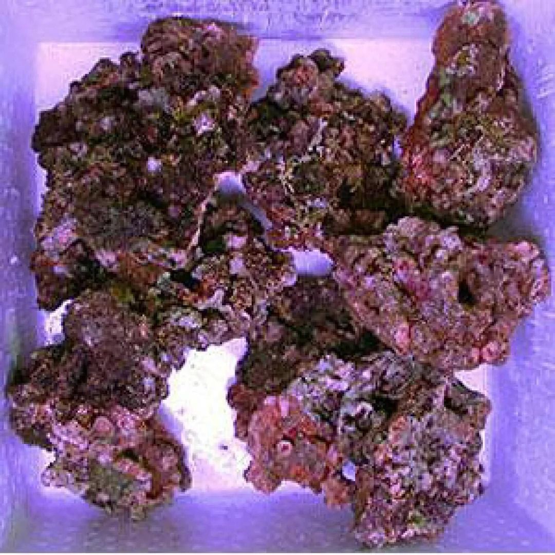 4kg