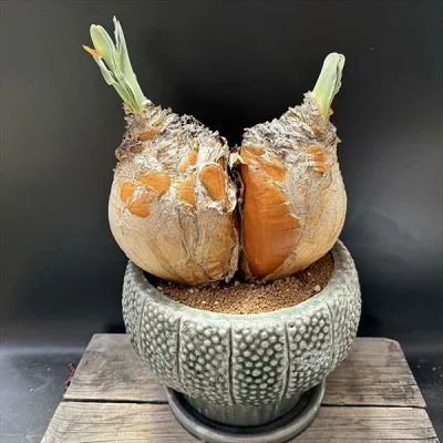 ☆特価☆コーデックス：ブーファン ハエマンソイデス ダブルヘッド 発