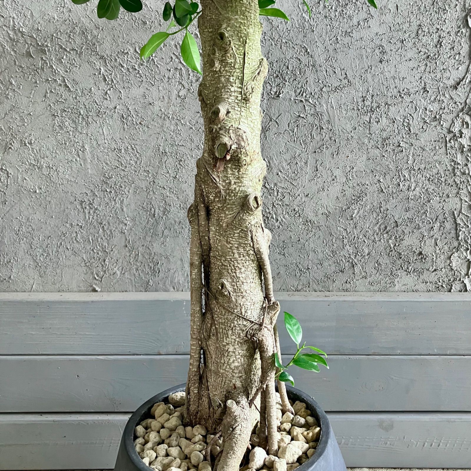 厳選された植物と鉢】希少品種 古木 極太 美形 パンダガジュマル 8号