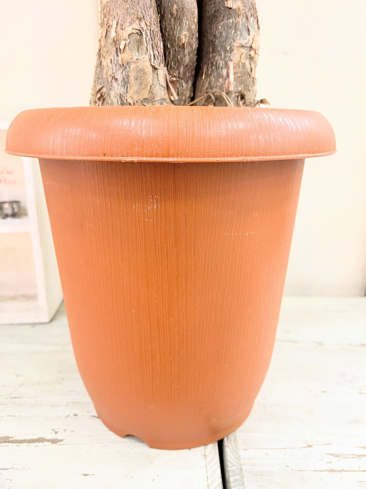 セール中！9020円→8580円】パキラ ねじり 8寸プラ鉢 - メルカリ