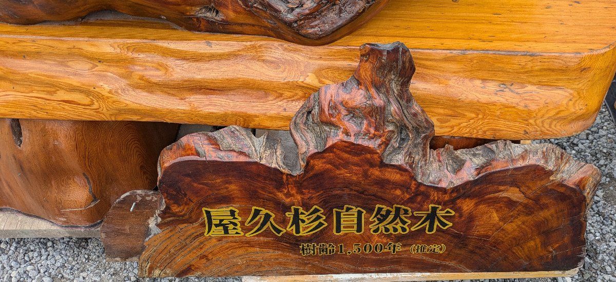 鹿児島発 希少な推定樹齢1500年の屋久杉 自然木 西濃運輸営業所