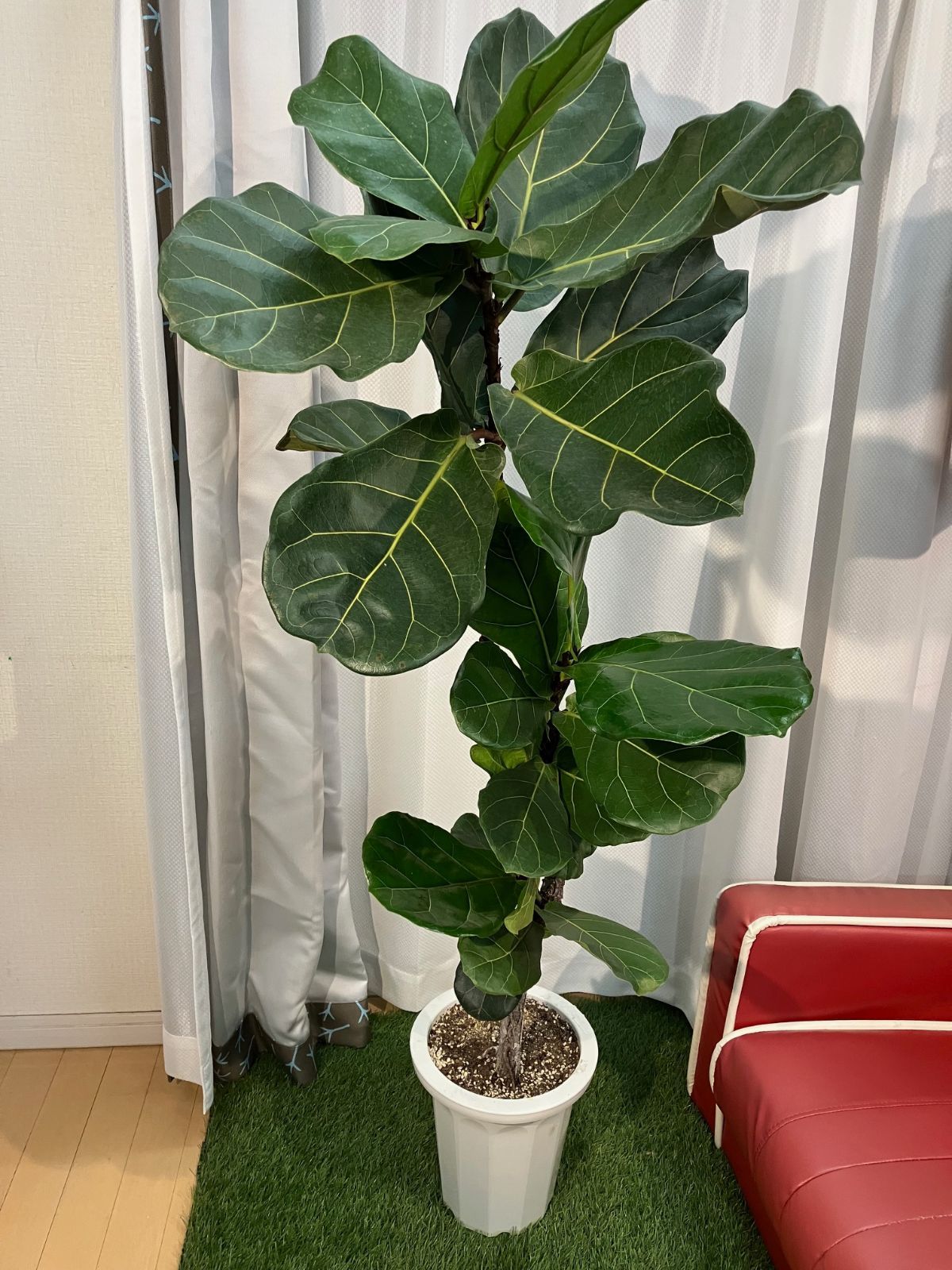 カシワバゴム A11 幹曲がり樹形 現物販売 室内 インテリア 観葉植物 