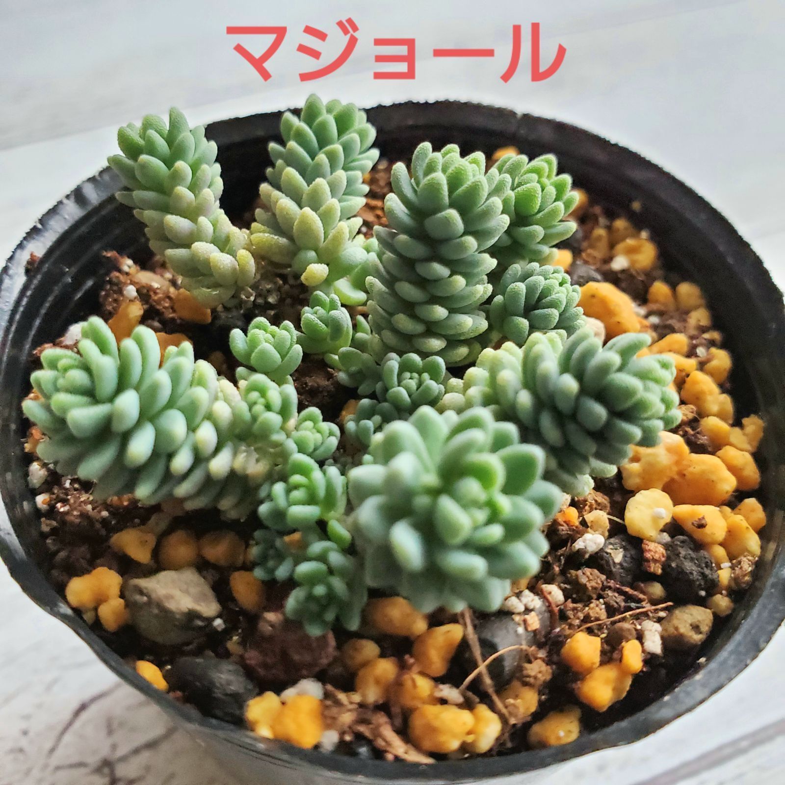 多肉植物 マジョール - インテリア