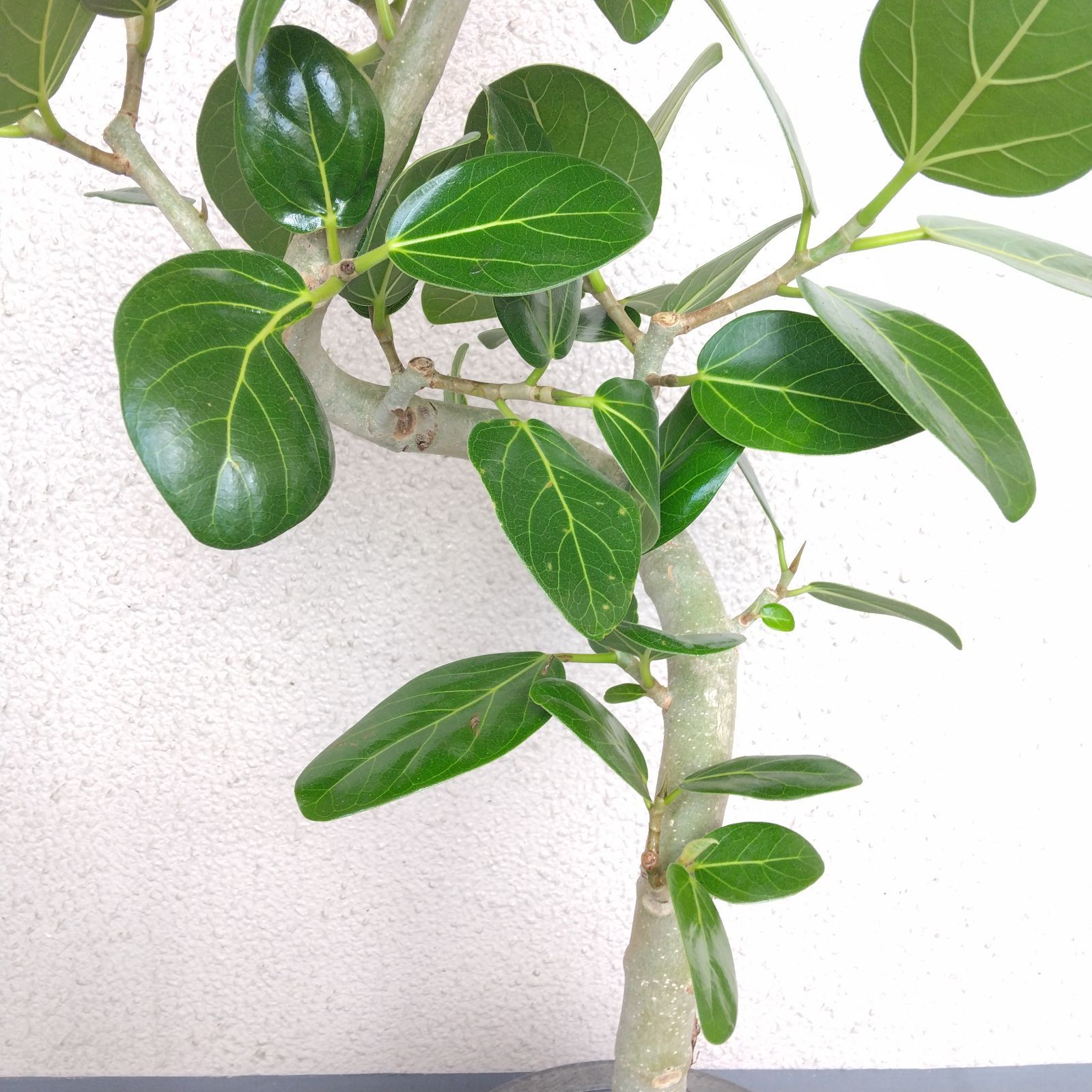 現品】フィカス・ベンガレンシス曲がり ゴムの木 樹形綺麗