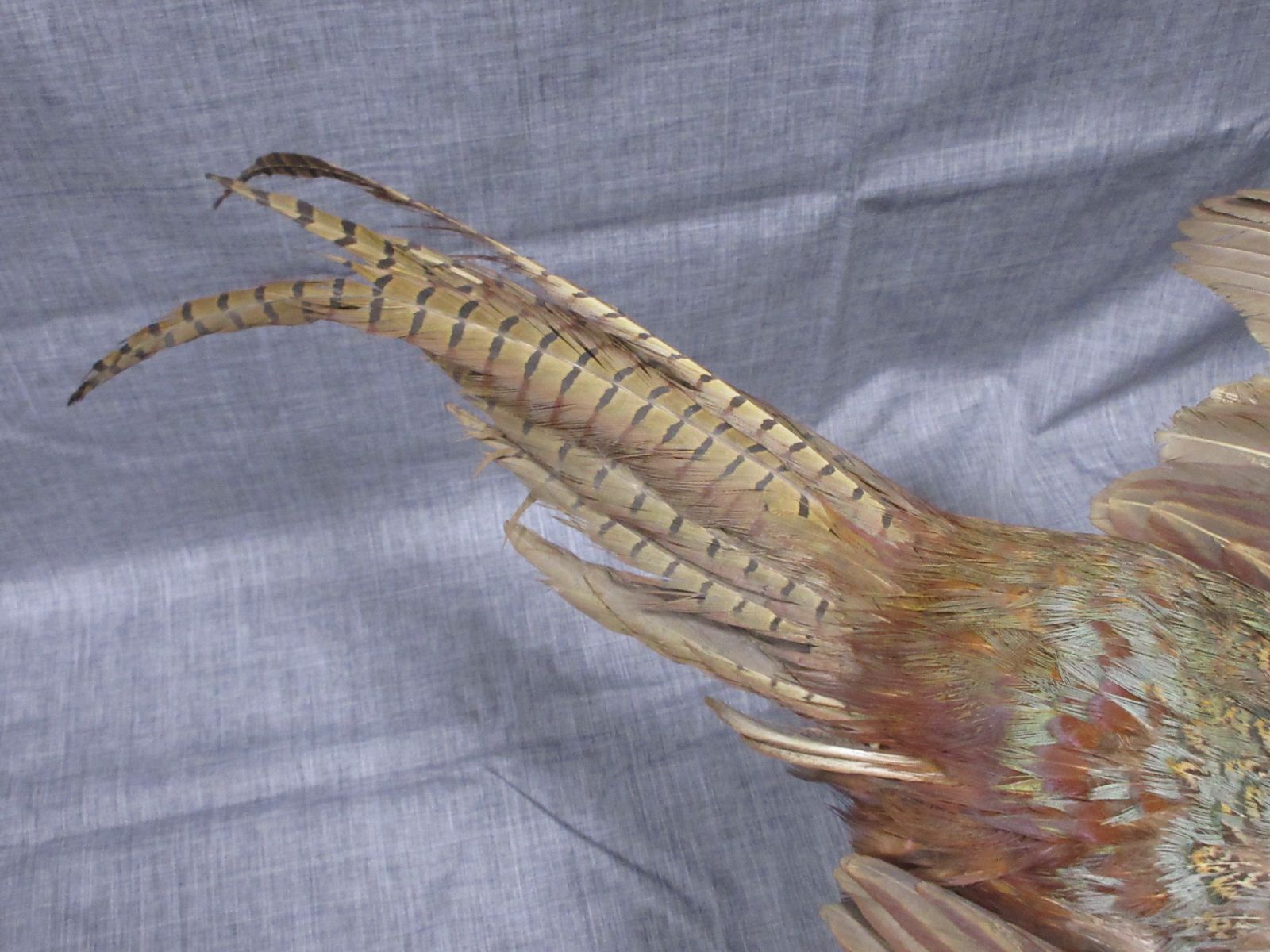 剥製】 はく製 ハクセイ 雉 キジ きじ アンティーク type-C - メルカリ