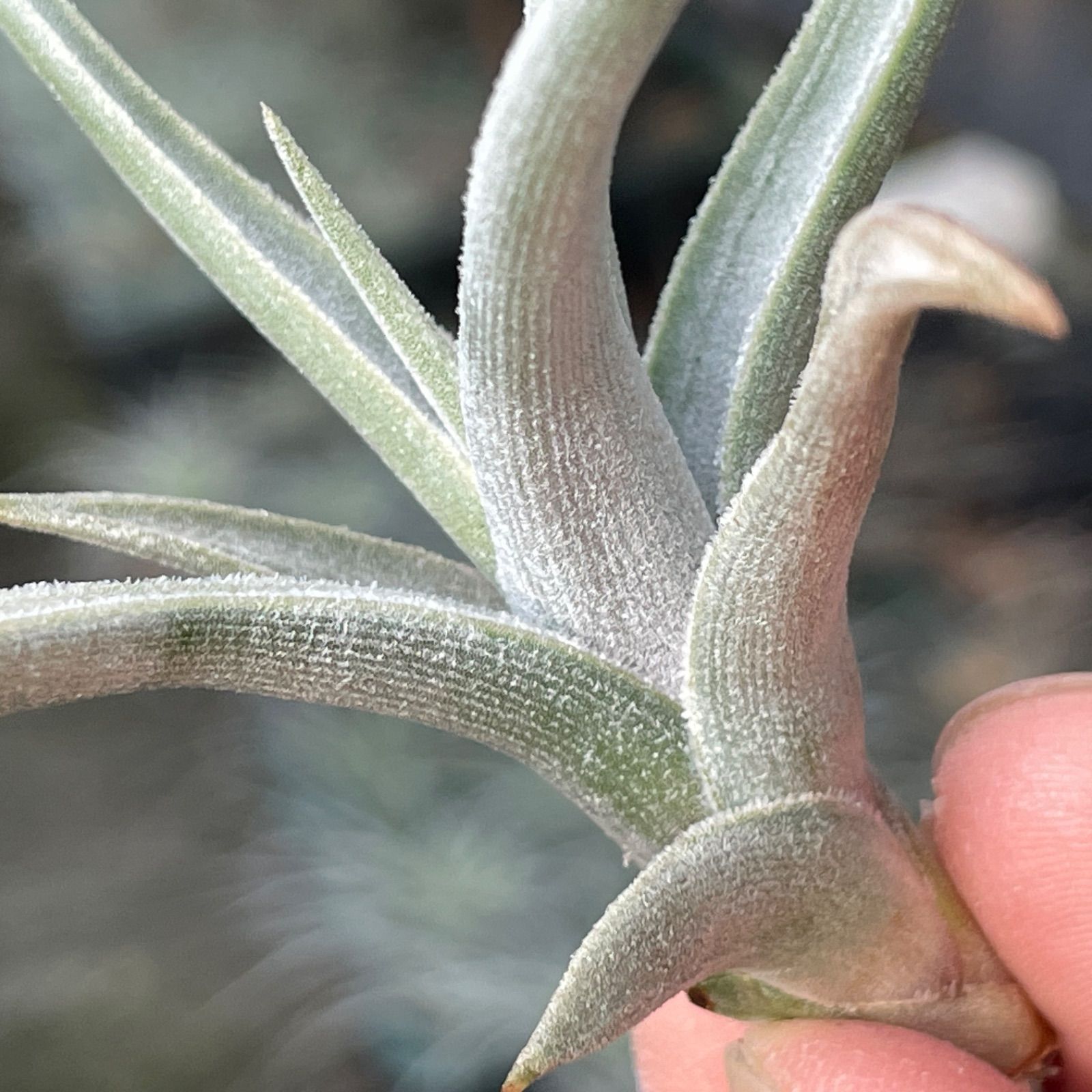 HR＊チランジア クシフィオイデス ルテア Tillandsia xiphioides
