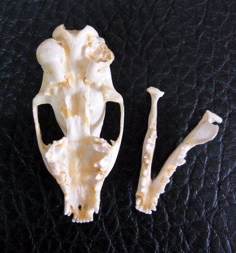 ジャワマングース 頭骨（オス・メスセット） - 頭骨・骨格標本・剥製