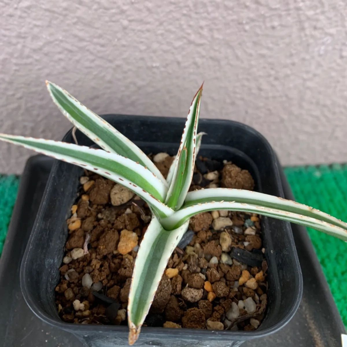 アガベ ゼブラ W50cm 抜き苗 - 植物/観葉植物