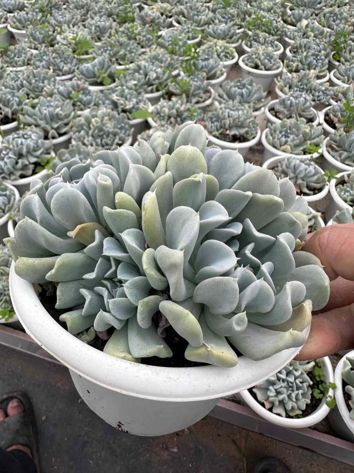 ZAN7×12 トクギョクレン 抜き苗 多肉植物 アエオニウム エケベリア 韓国苗 WWW_GEBZETESISAT_COM_TR