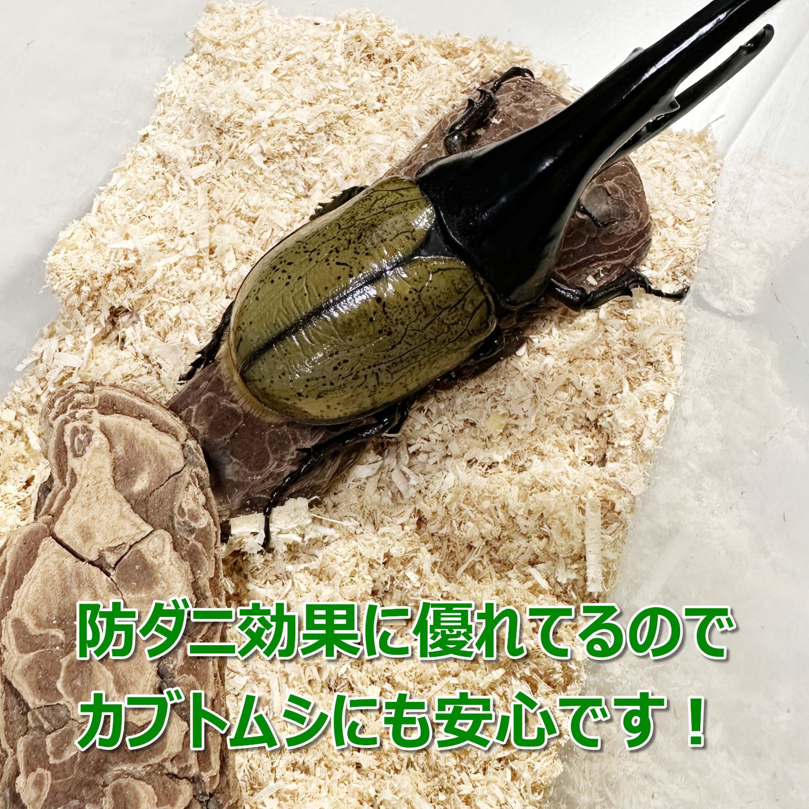 のサムネイル