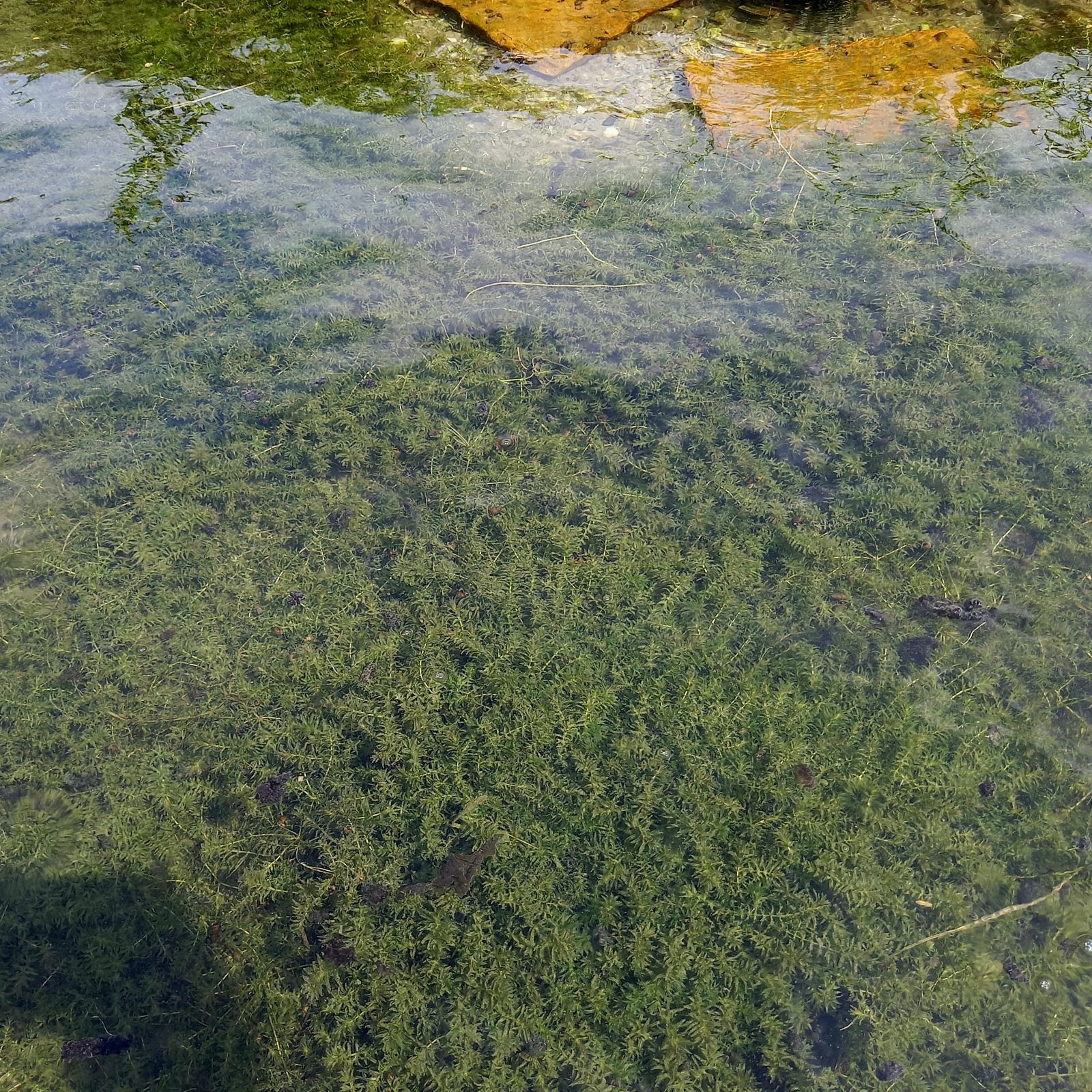 1000本以上 阿蘇の湧水で育った水草 天然アナカリス - 熱帯魚