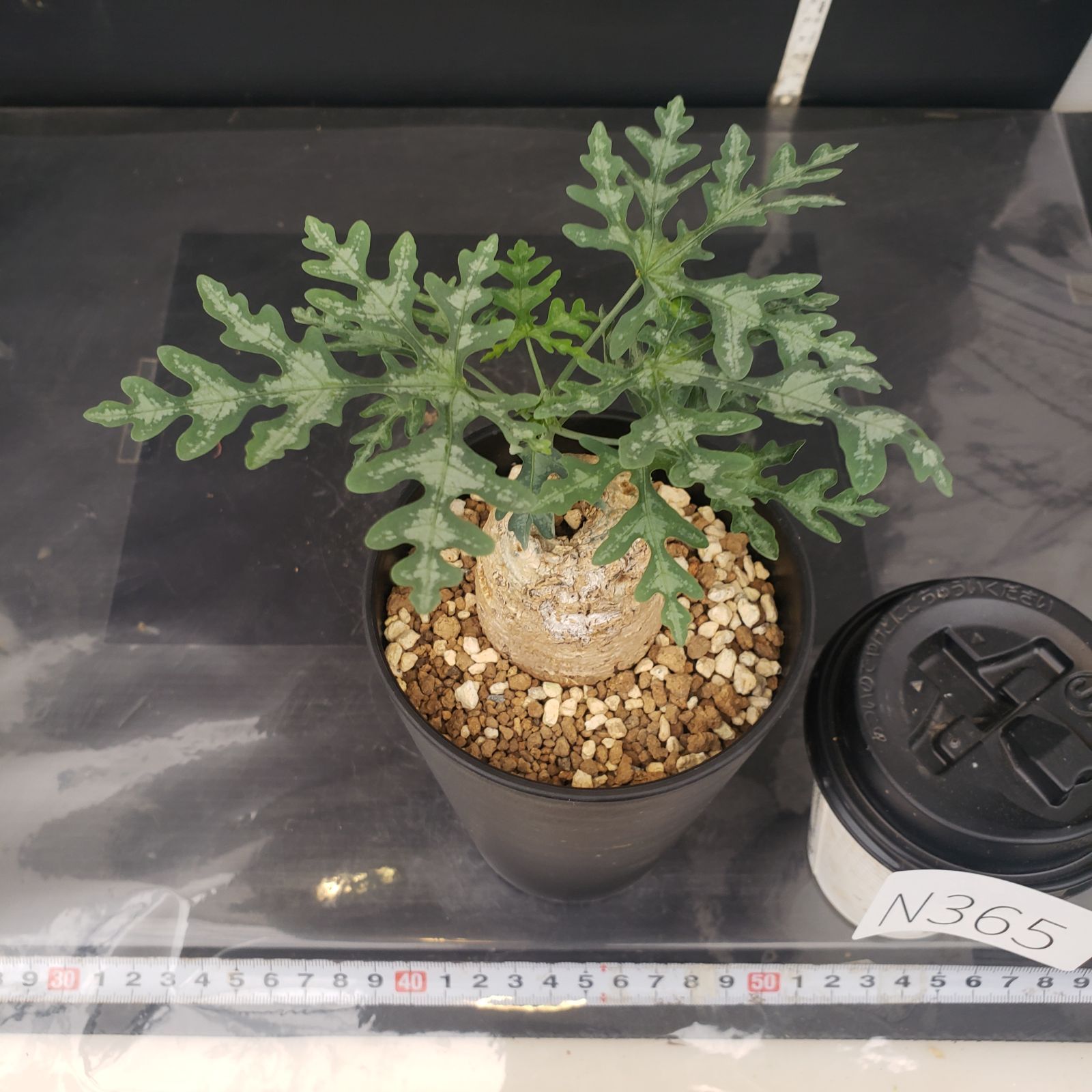 アデニア　ペリエリ N365【自社養生株】アデニア ペリエリ（現地球・発根株・鉢植え