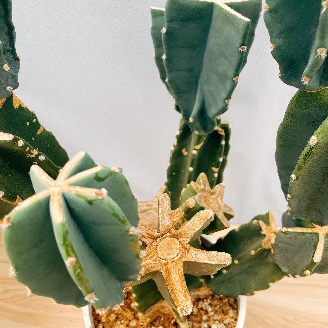 在庫　サボテン　柱サボテン　ブランチ　鬼面角　4つ　ドライガーデン　インテリア 在庫 サボテン 柱サボテン ブランチ 鬼面角 4つ ドライガーデン