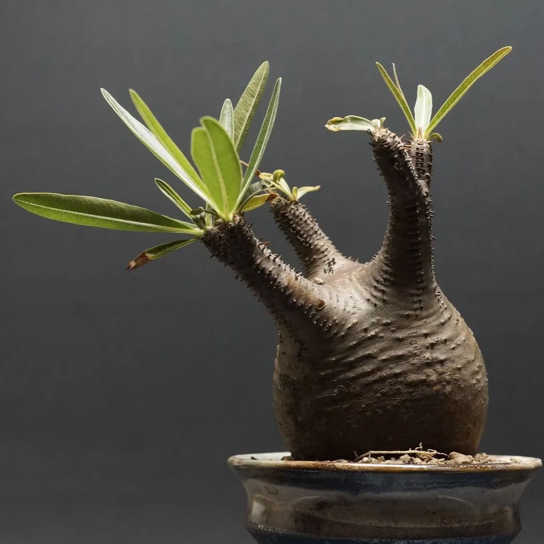 ランダム10株】パキポディウム グラキリス 苗 2020年播種