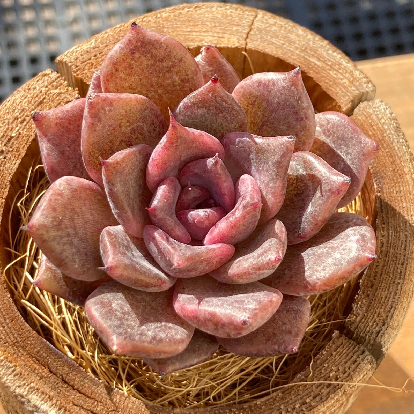 新入荷・送料込】エケべリア 韓国苗 オディバーム 多肉植物