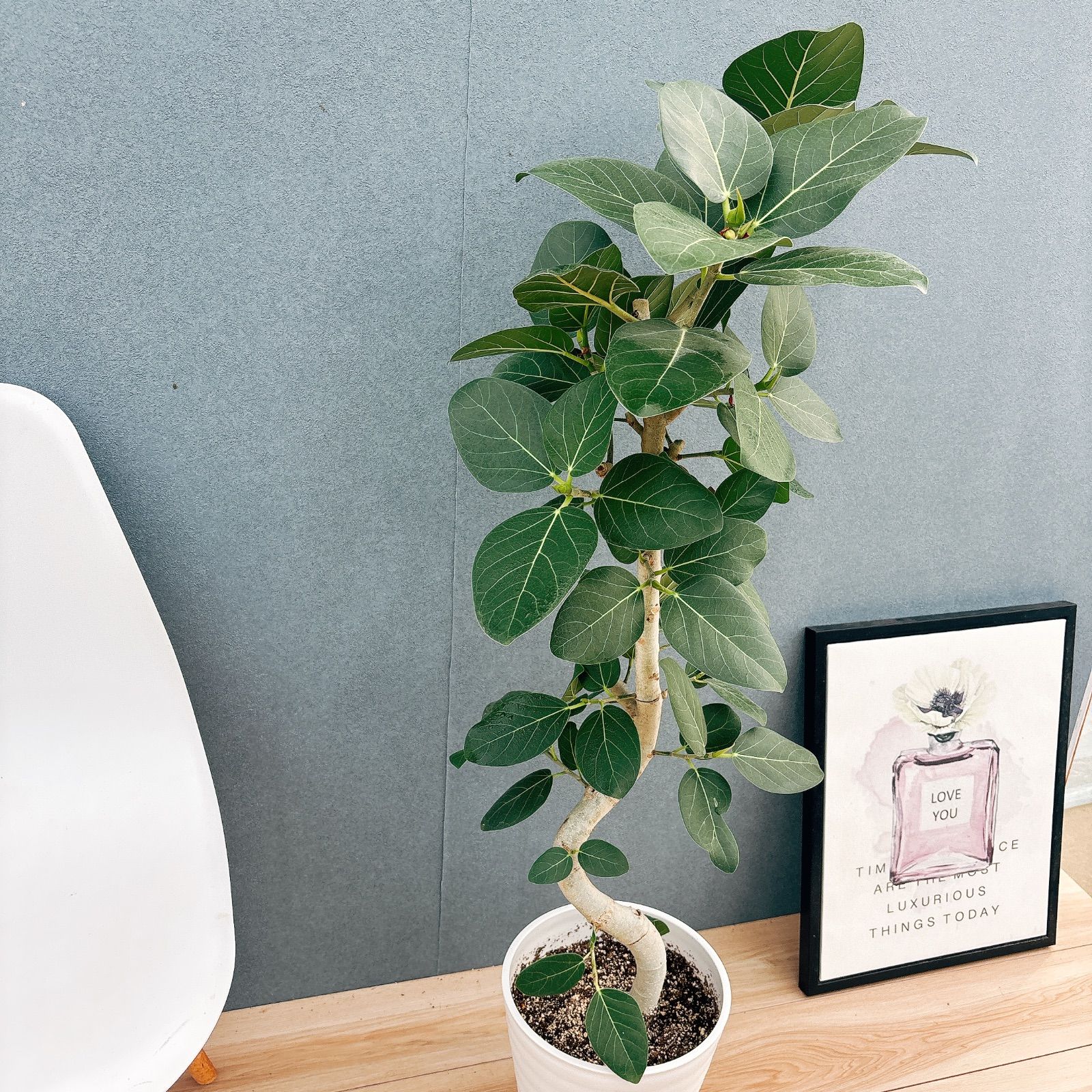 現品］【希少】I パンダガジュマル 8号 観葉植物 室内 レア ゴムの木