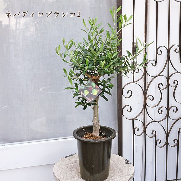 現品販売 常緑苗木 オリーブ ネバディロブランコ ミッション