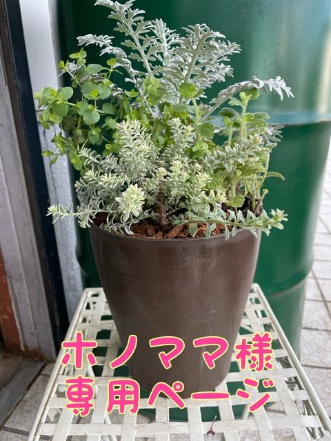 ホノママ様専用ページ 寄せ植え2鉢とヒポエステス - 和の花 nagomi NO