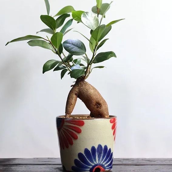 やちむん 植木鉢 サイズ大 やちむん 植木鉢 サイズ大 楽天市場