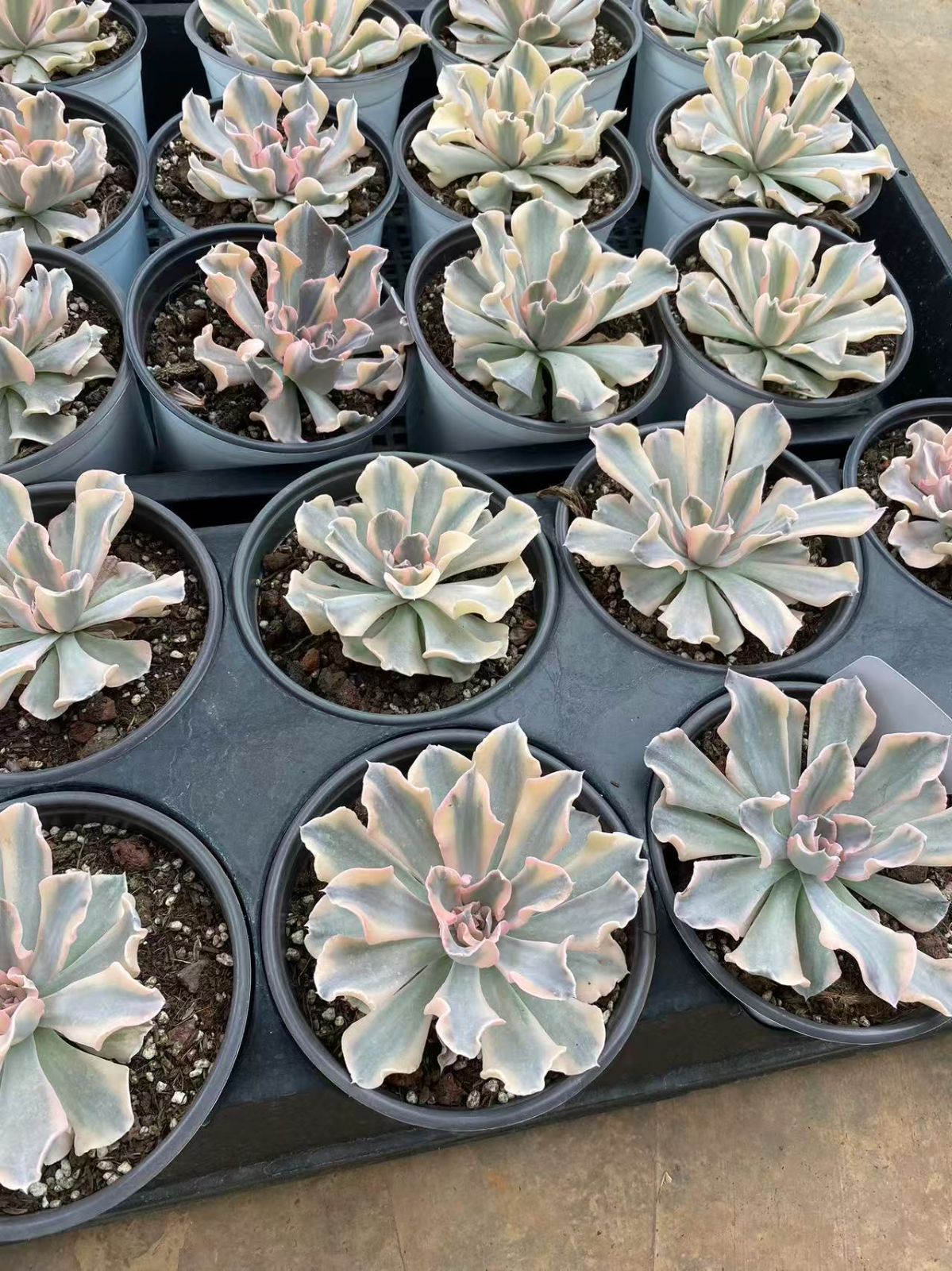 15株の抜き苗セット】リベリア錦 多肉植物 佐川急便発送 エケベリア