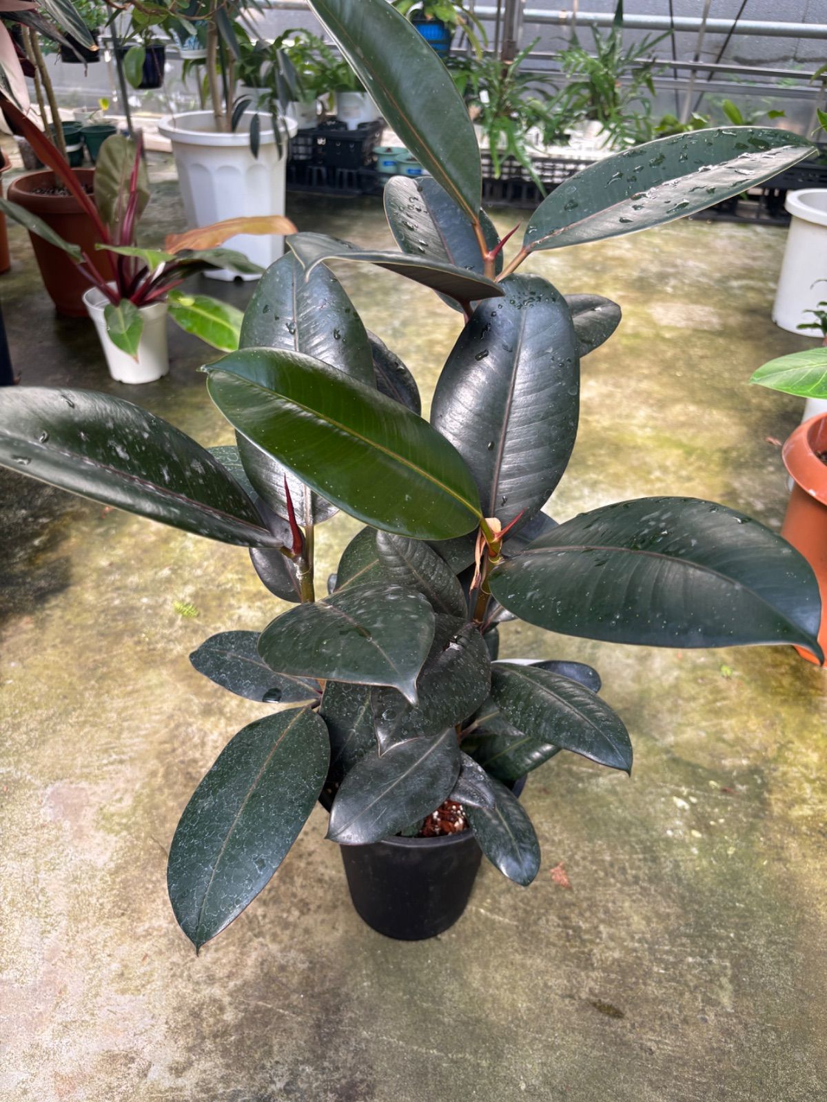 フィカスアフリンカンプリンス　曲がり　引き取り限定 フィカス・アフリカンプリンス 希少 ゴムの木 引き取り限定 シンボル