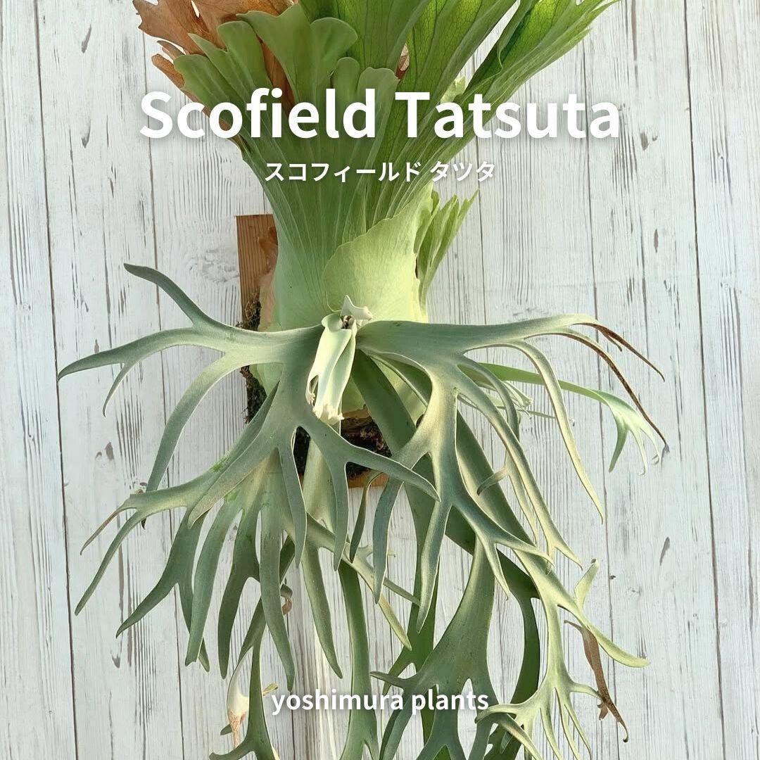 scofield tatsuta spore NO.2 ビカクシダ ジサクボ | P willinckii scofieldtatsuta spore from