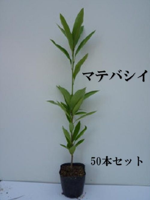 50本セット マテバシイ樹高0.5m前後10.5cmポット