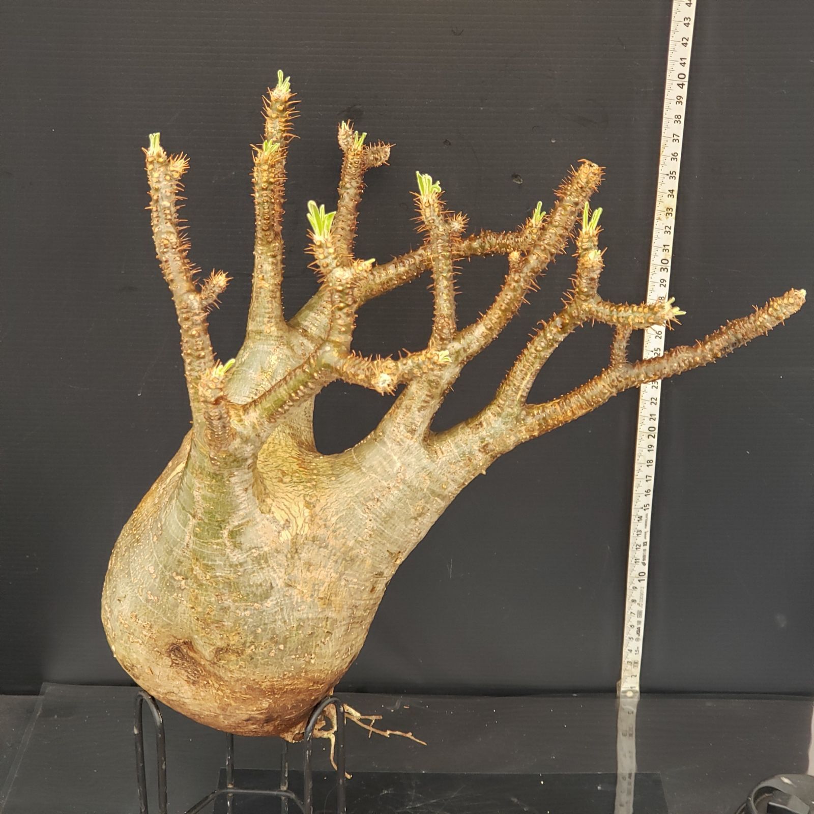 さ*さ様 A32超特選！可愛らしさも溢れる抜群の枝振り！パキポディウムグラキリス さ*さ様 A32超特選！可愛らしさも溢れる抜群の枝振り