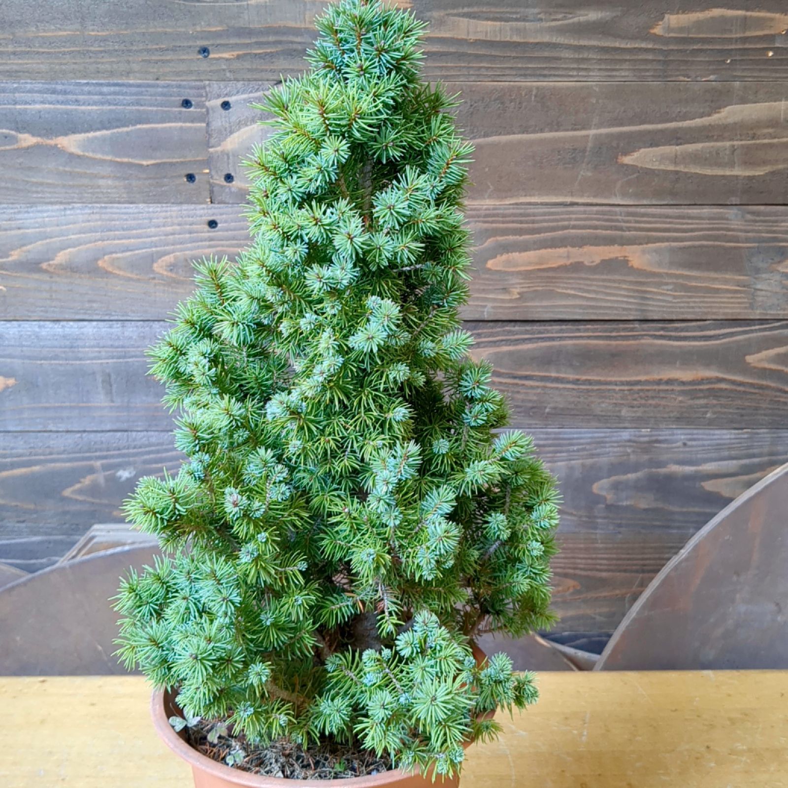 現品 クリスマスツリーにも