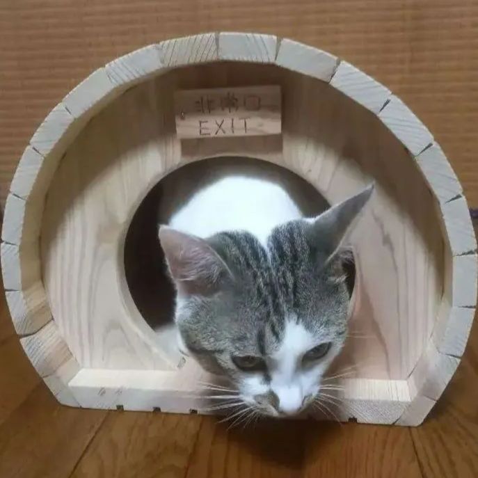 D棟｜キャットハウス ネコハウス