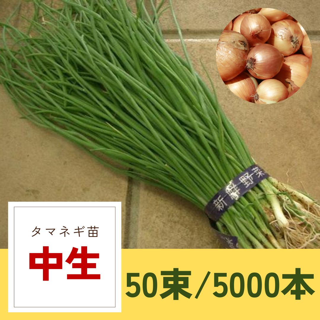 タマネギ苗【中生】50束/5000本 - メルカリ