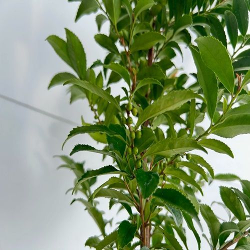 ヒサカキ樹高0.4m前後15cmポット