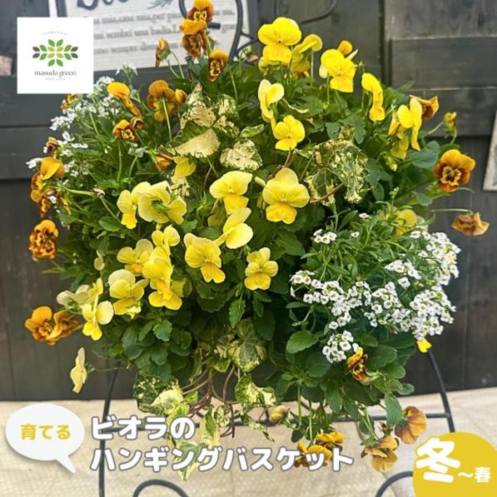ハンギングバスケットマスターが作る 育てる ビオラのハンギングバスケット 寄せ植え おまかせカラー パンジー おしゃれ 生花