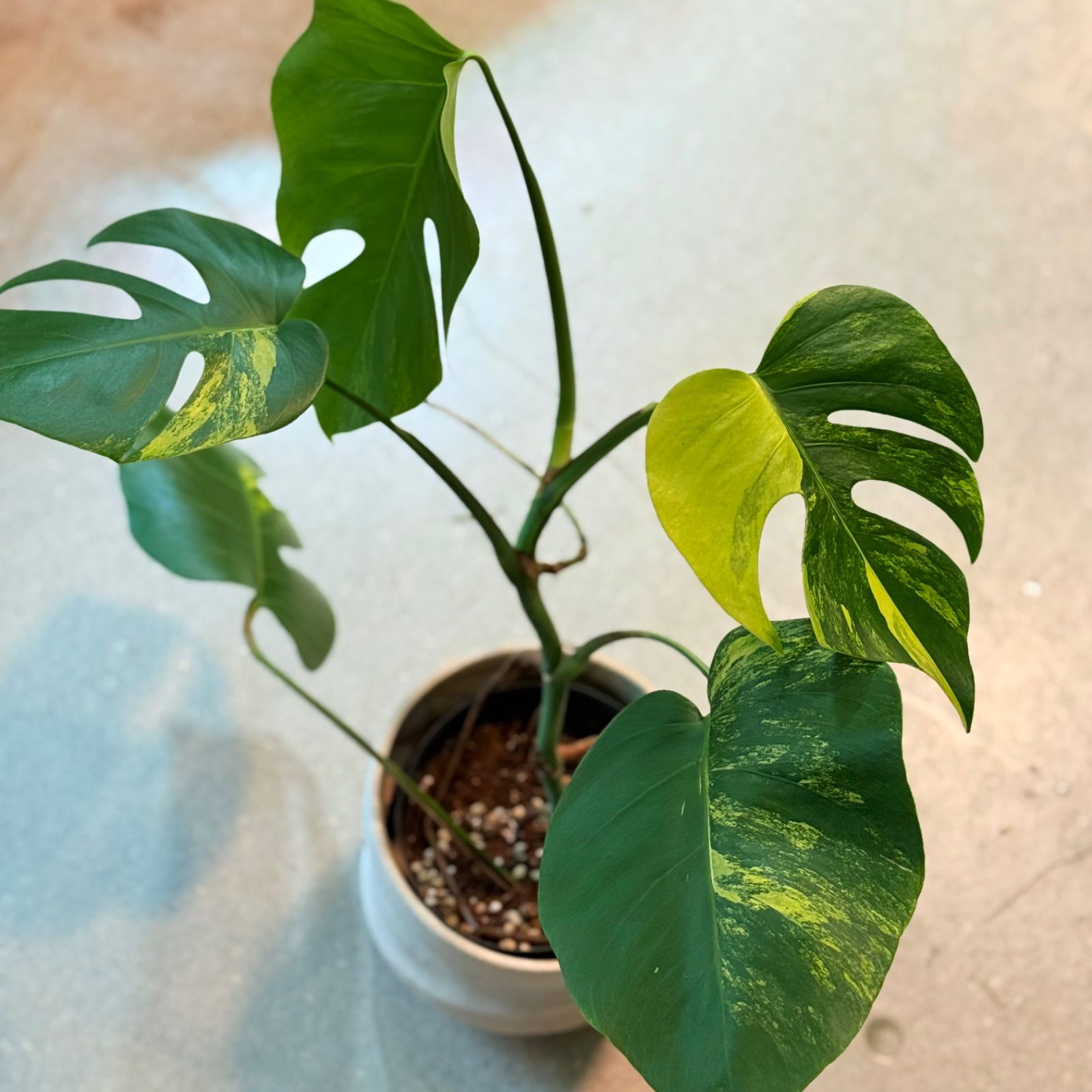 観葉植物 ☆超レア☆ モンステラ オーレア