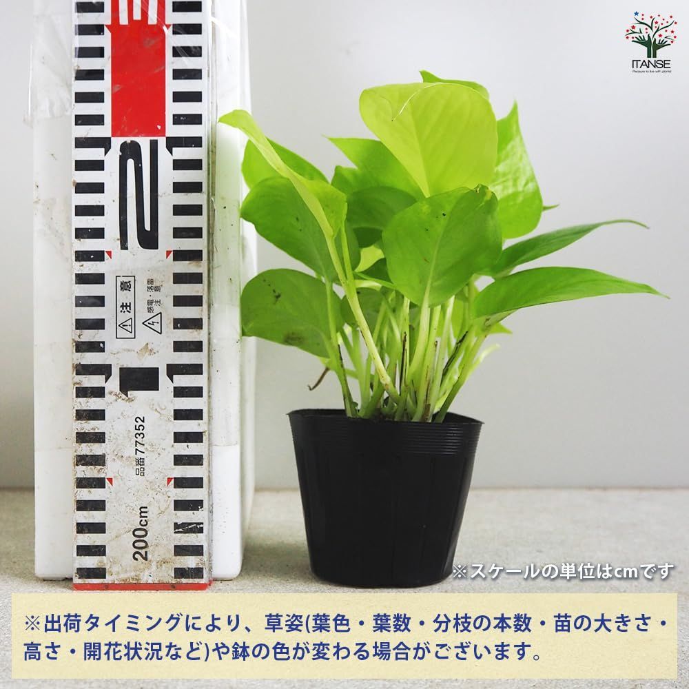 アウレウム
