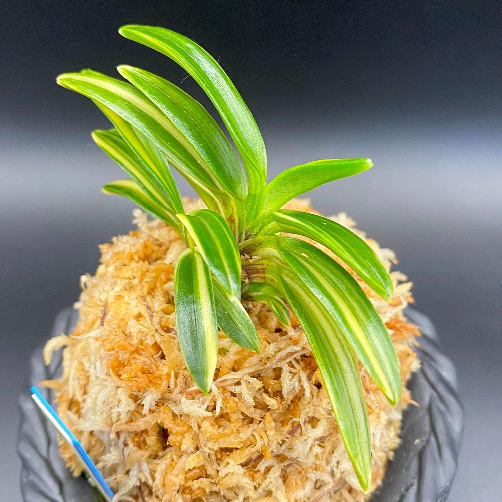 風蘭大株　流木付き 風蘭大株 流木付き