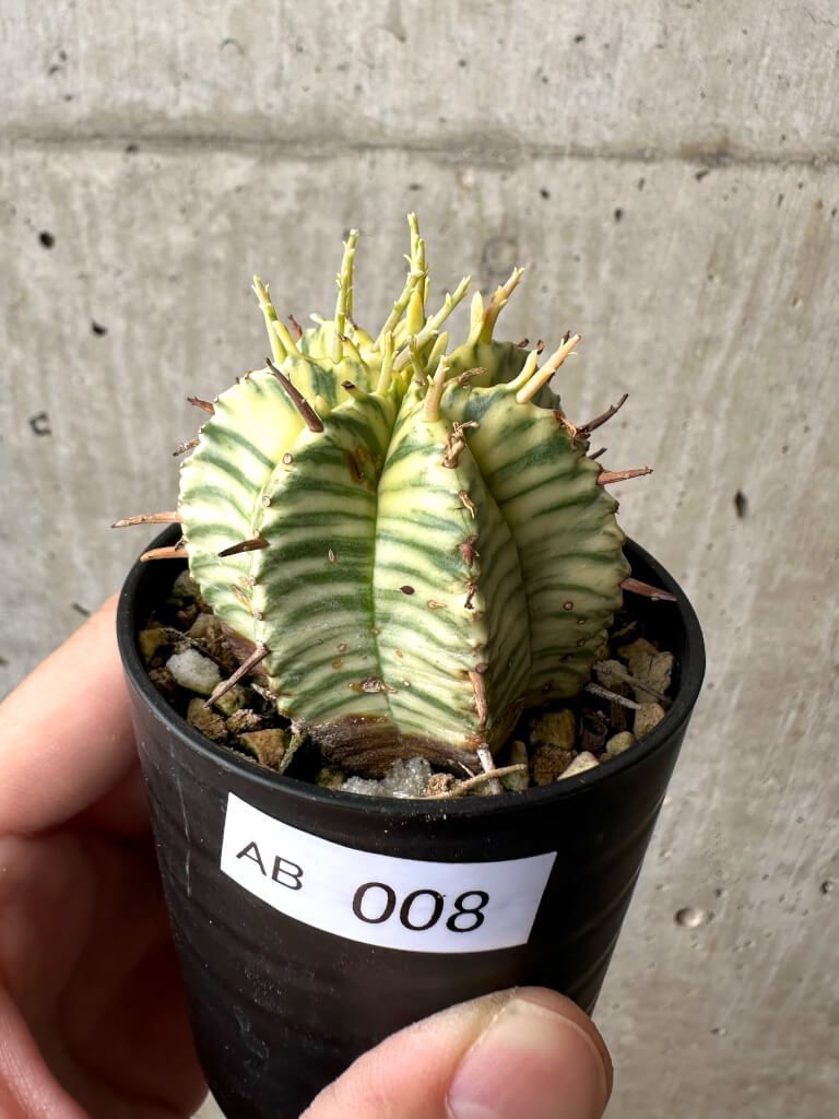 ハンドメイド ウッドブロック 木柾 木魚 クラベス 7点セット 民族楽器