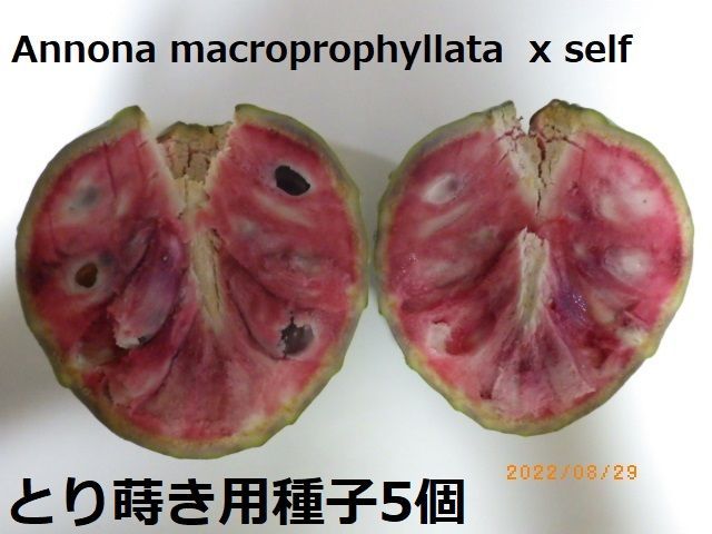 期間限定 レア熱帯果樹 Annona macroprophyllata 種子5個 - メルカリ