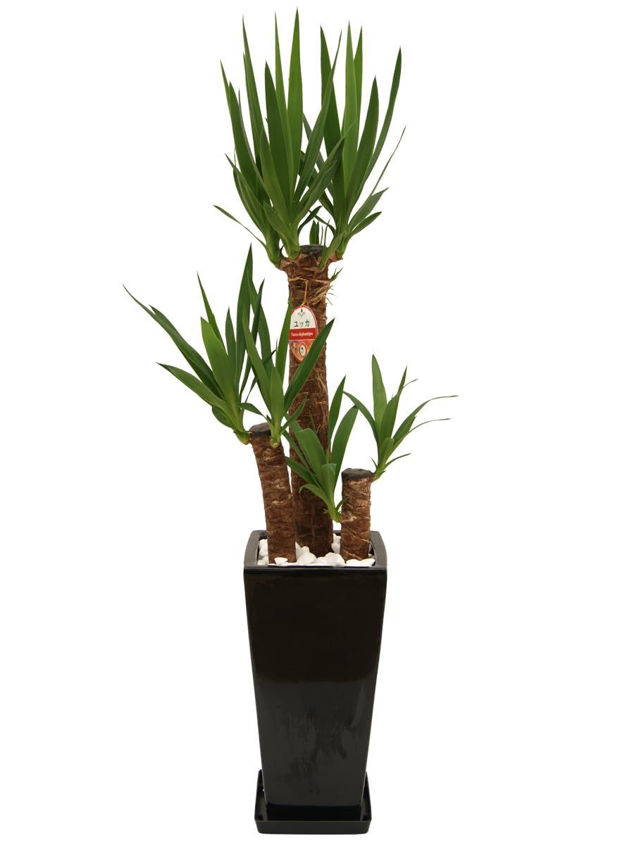 新着商品 ギフト 母の日 引越祝い 父の日 開店祝い 敬老の日 植物 プレゼント インテリア 贈り物 鉢付き お中元 青年の木 お歳暮 生産農家 卒業 黒 卒業祝い 角 入学 高陶器鉢 入学祝い ユッカ7号 オフィス 観葉植物 松村農園