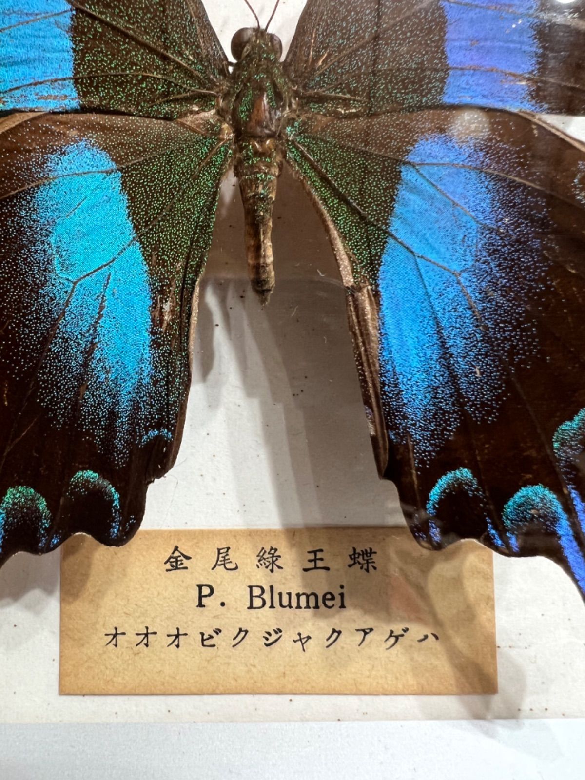 オオオビクジャクアゲハ 蝶 標本 - メルカリ