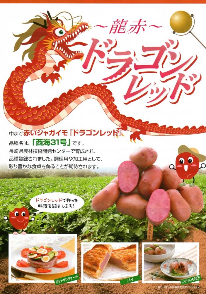 ドラゴンレッド(西海31号)【ジャガイモ】じゃがいも 新品 約1.4