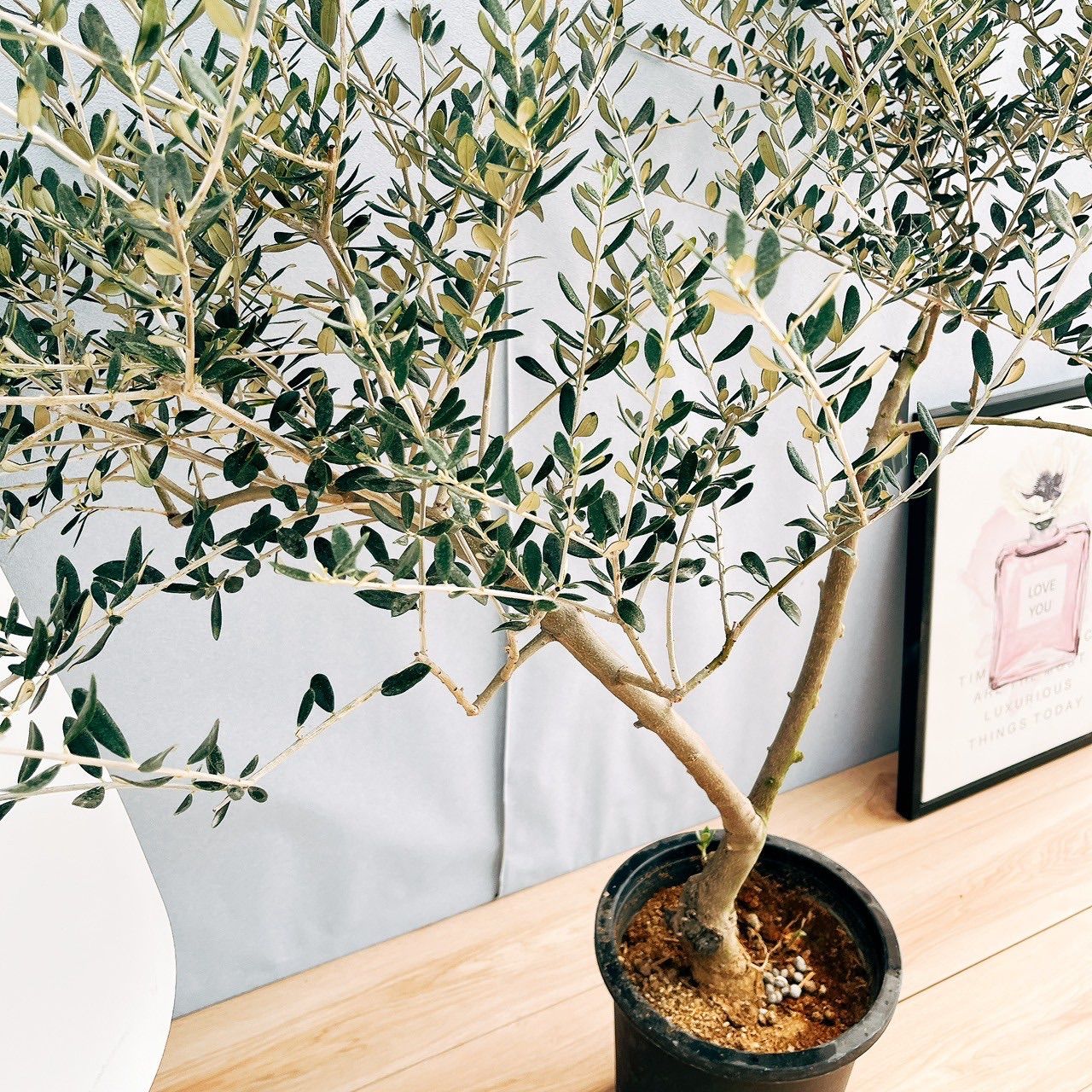 現品］24番 創樹 オリーブ マンザニロ 8号 観葉植物 常緑樹 SOUJU 玄関