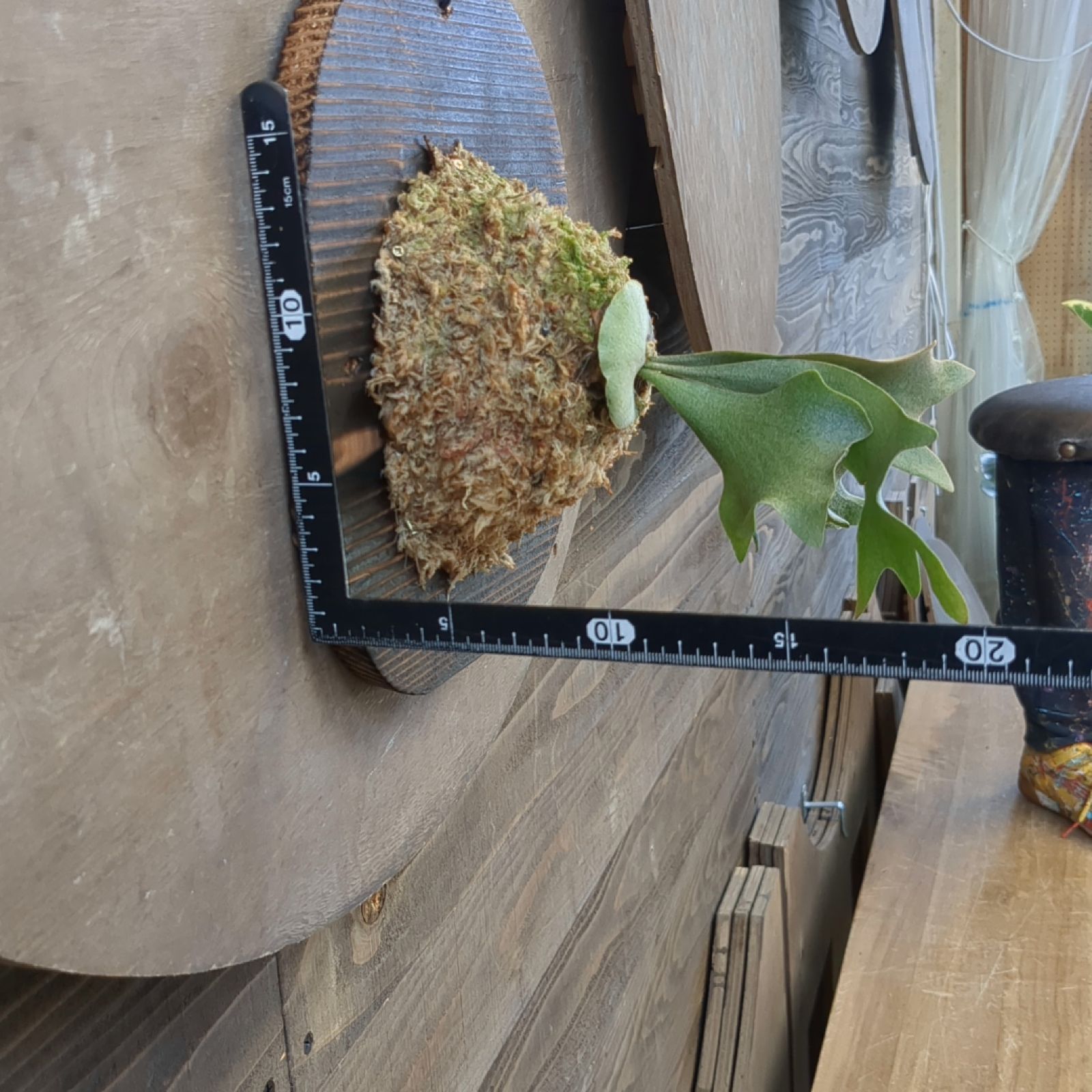 ビカクシダ ホワイト ギズモ 胞子培養株 現品発送 P. white gizmo B