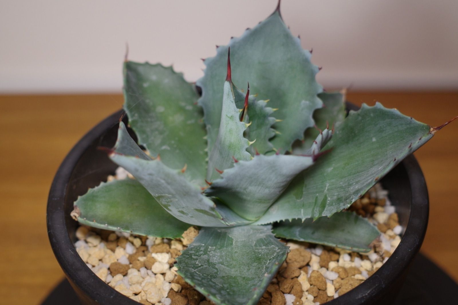 Agave ShawIst アガベ シャウィー×イシスメンシス - メルカリ