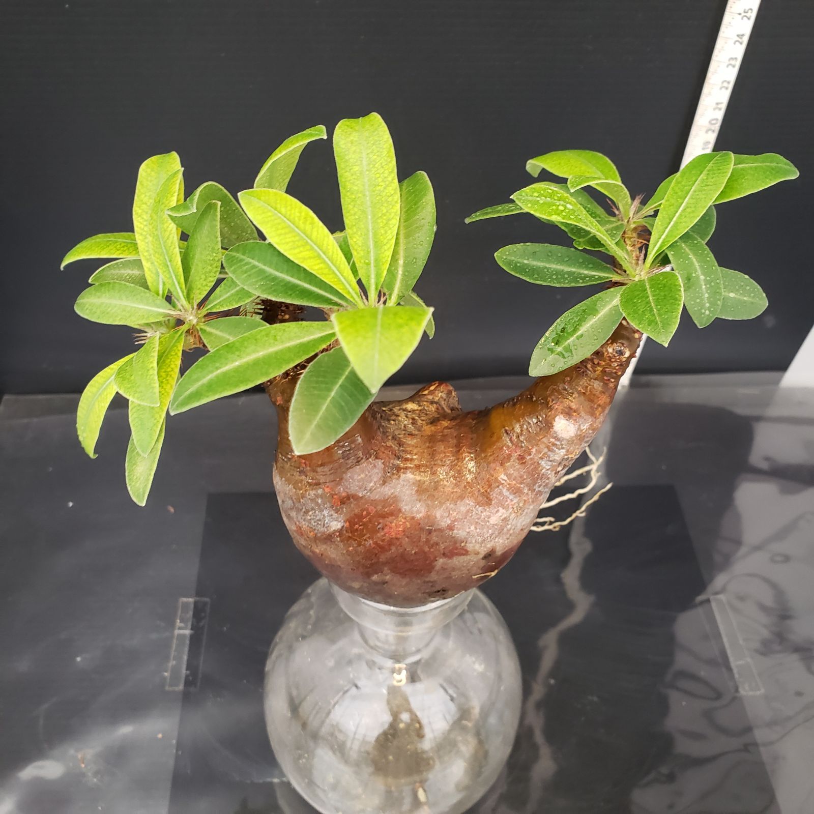 I620【自社養生株】Pachypodium マカイエンセ（発根株・現地球・抜き苗 