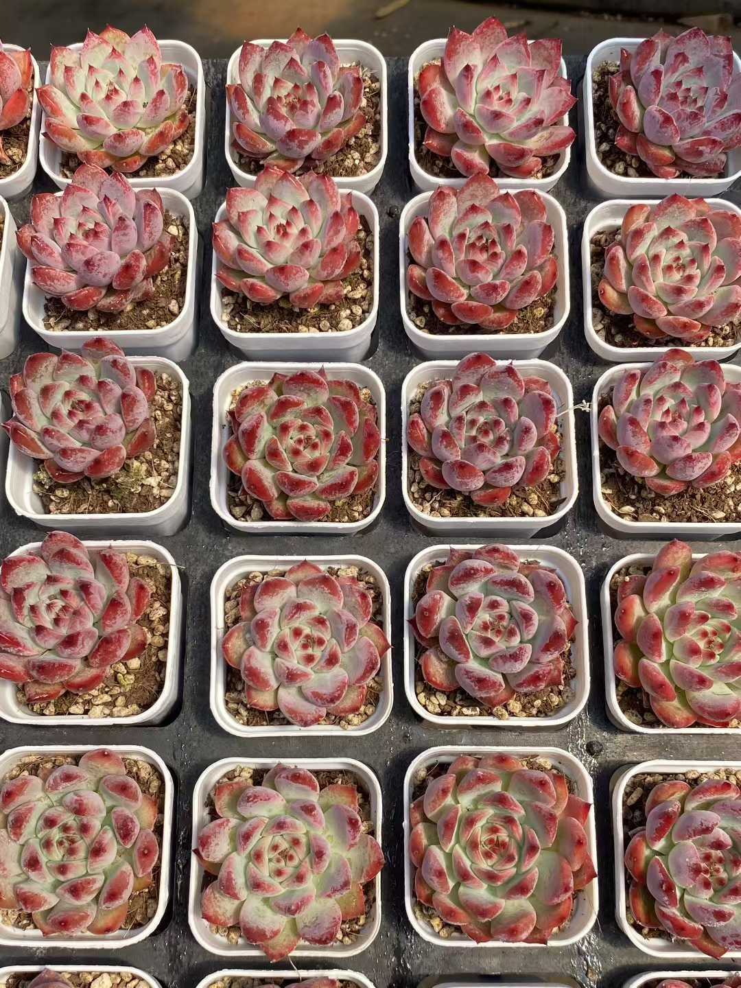 ダイヤモンドコロラータ