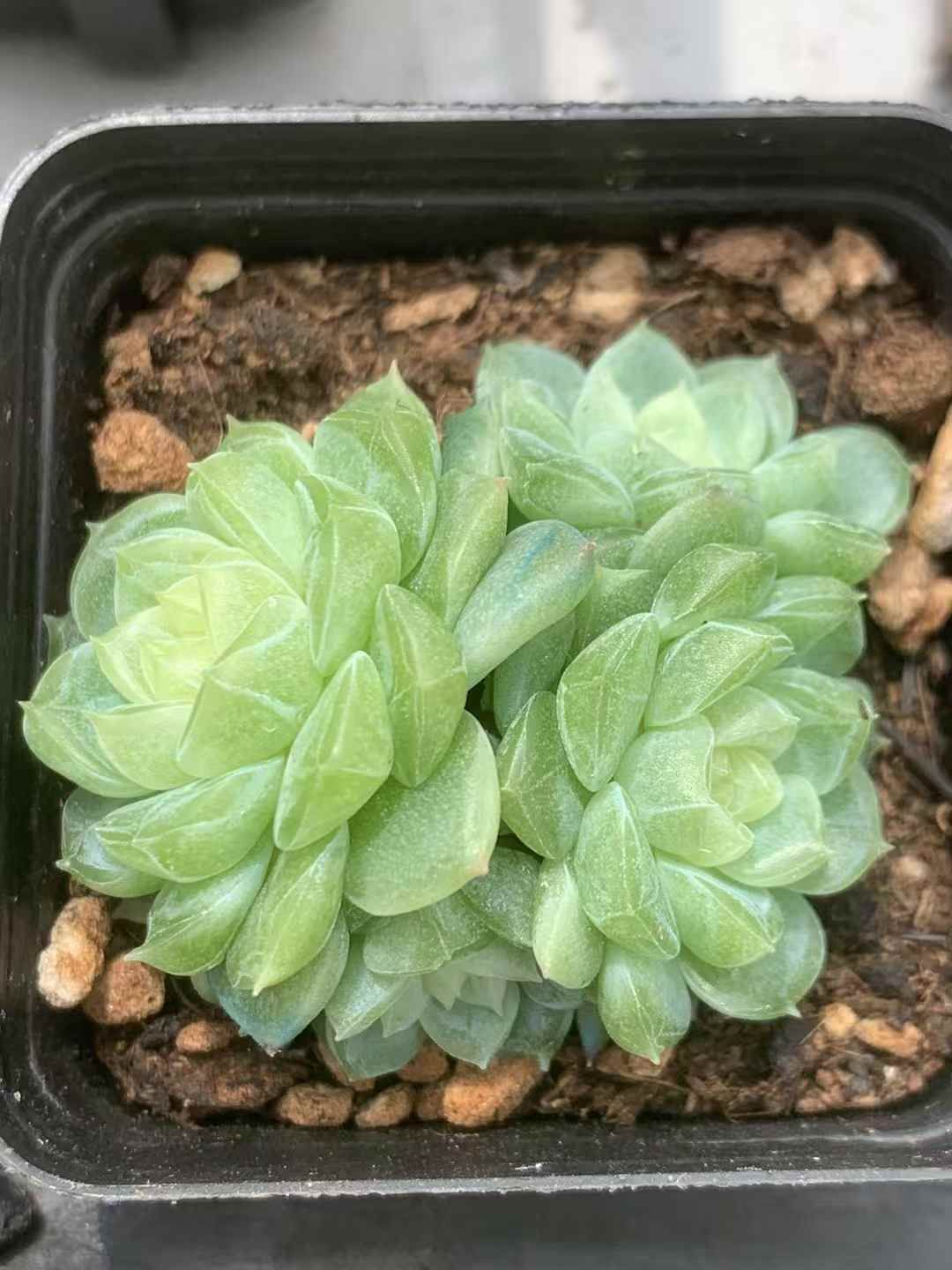 50株の抜き苗セット ジェニー グリーン 多肉植物 佐川急便発送 エケベリア 韓国苗 LX53