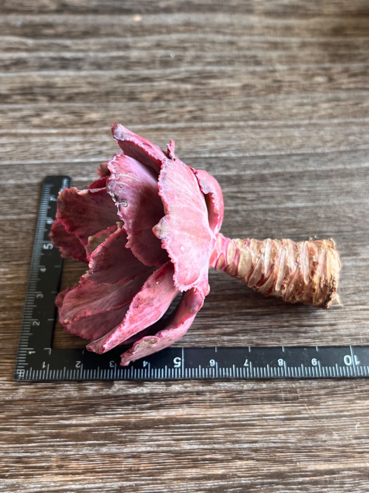 ☆多肉植物 パープルレース錦 エケベリア 韓国苗☆ - メルカリ ☆多肉植物 パープルレース錦 エケベリア 韓国苗☆ - メルカリ